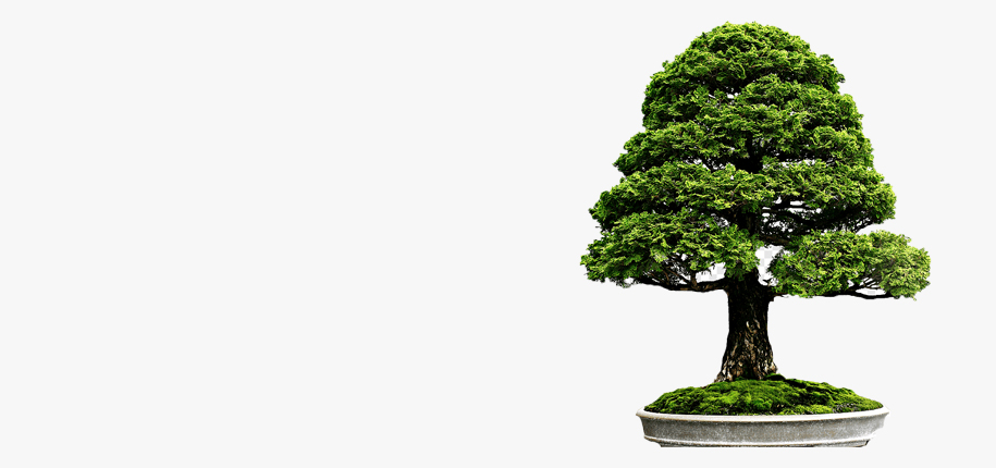 bonsai pots