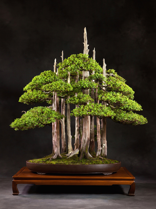 Bonsai Pots