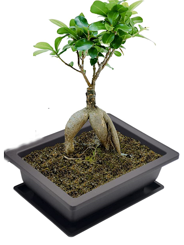 Bonsai Pots
