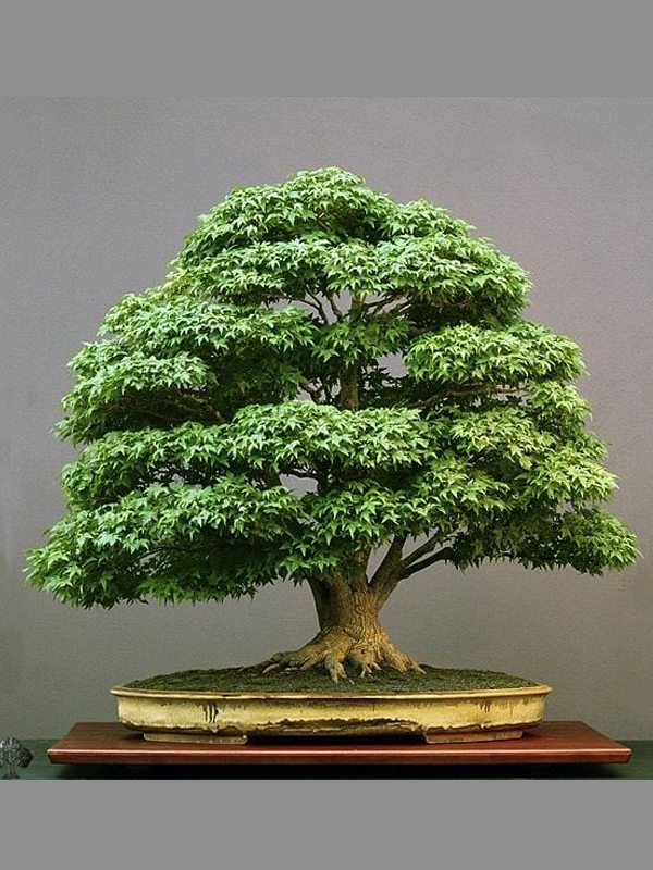Bonsai Pots