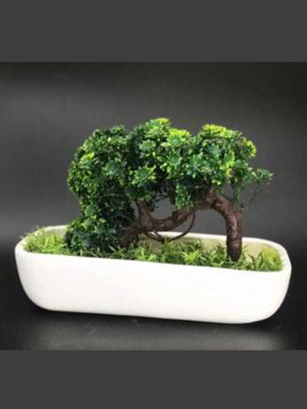Bonsai Pots