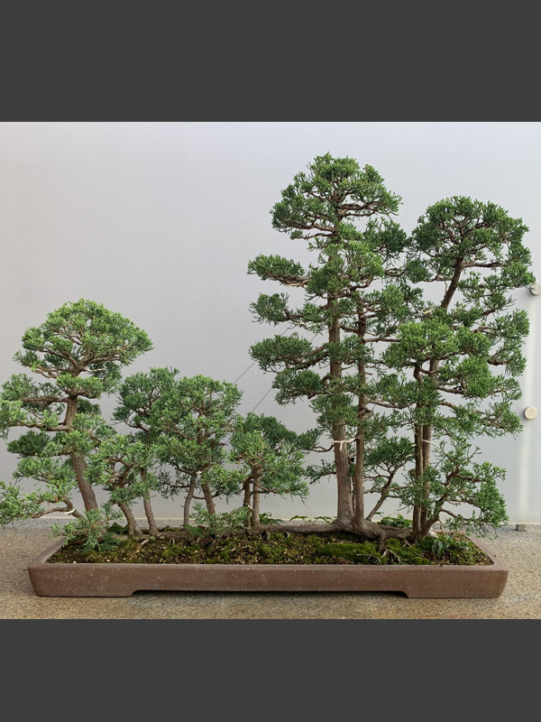 Bonsai Pots