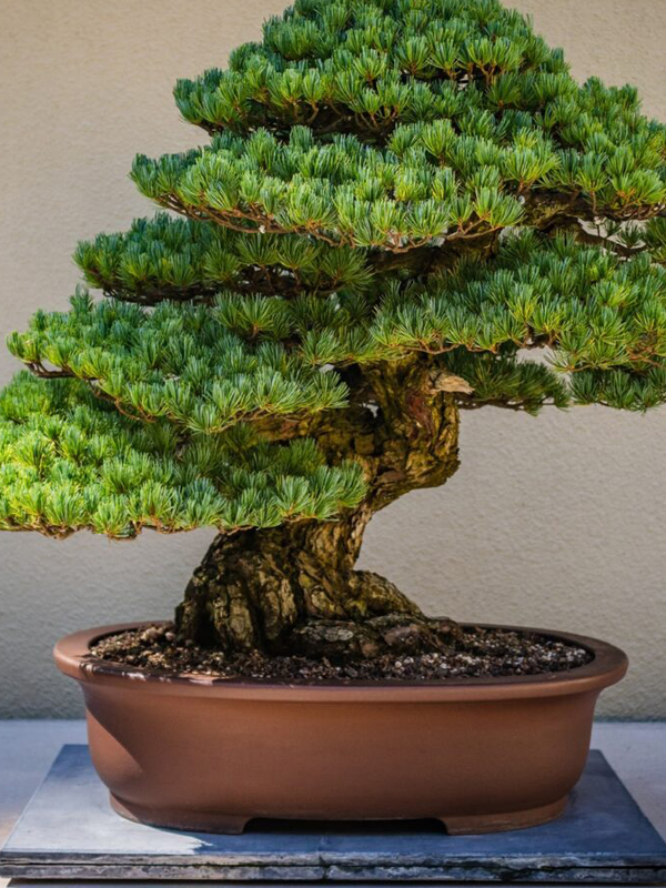 Bonsai Pots