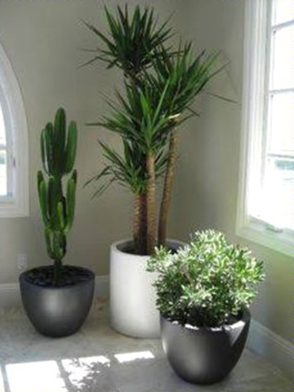 Indoor Pots