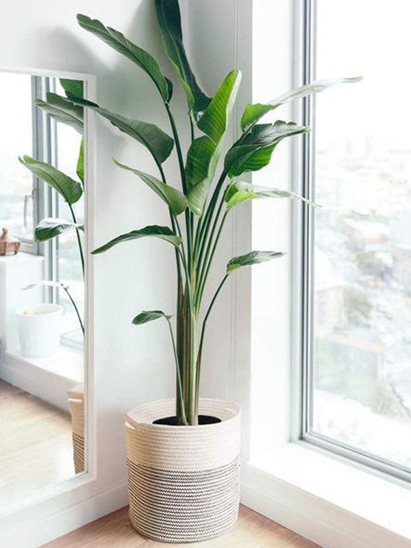 Indoor Pots
