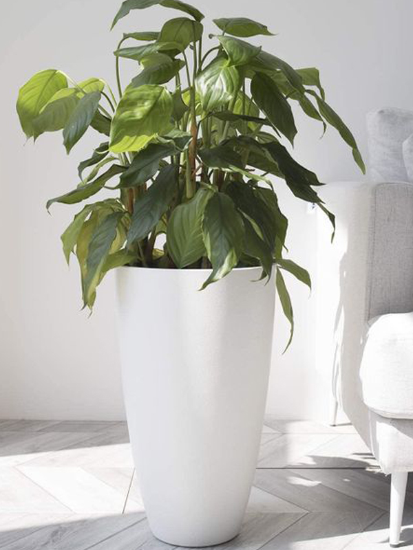 Indoor Pots