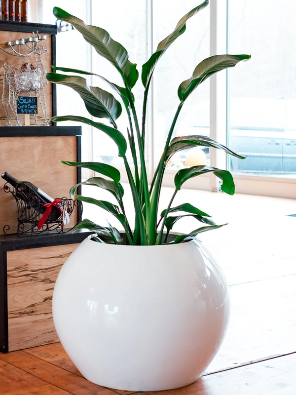 Indoor Pots