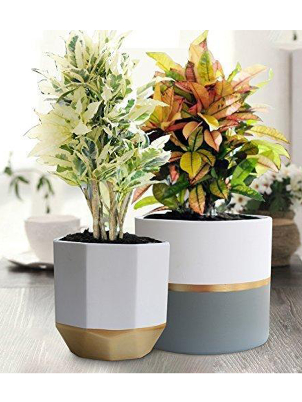 Indoor Pots