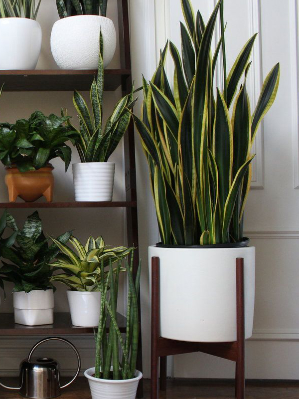 Indoor Pots