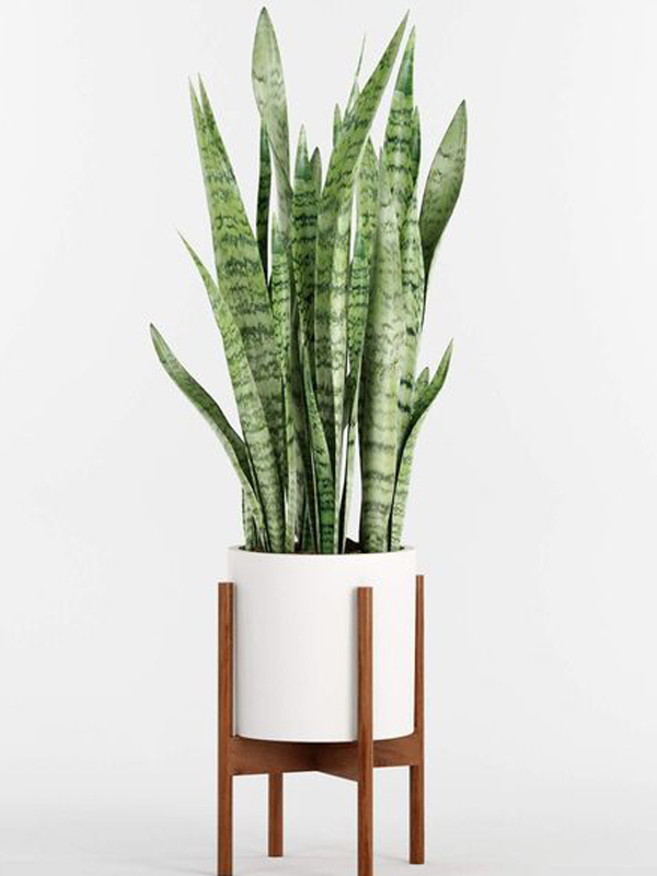 Indoor Pots