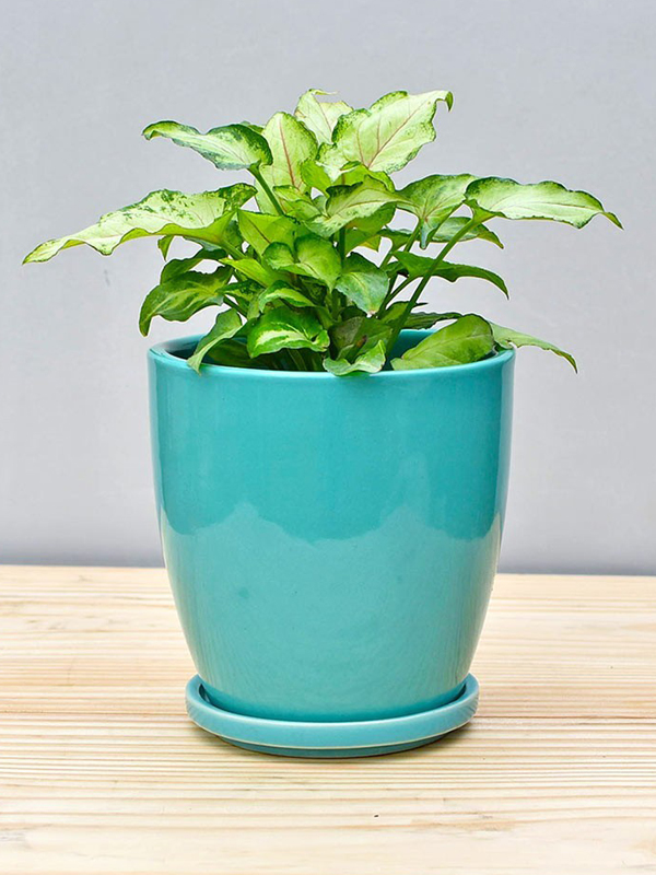 Pots and Planters