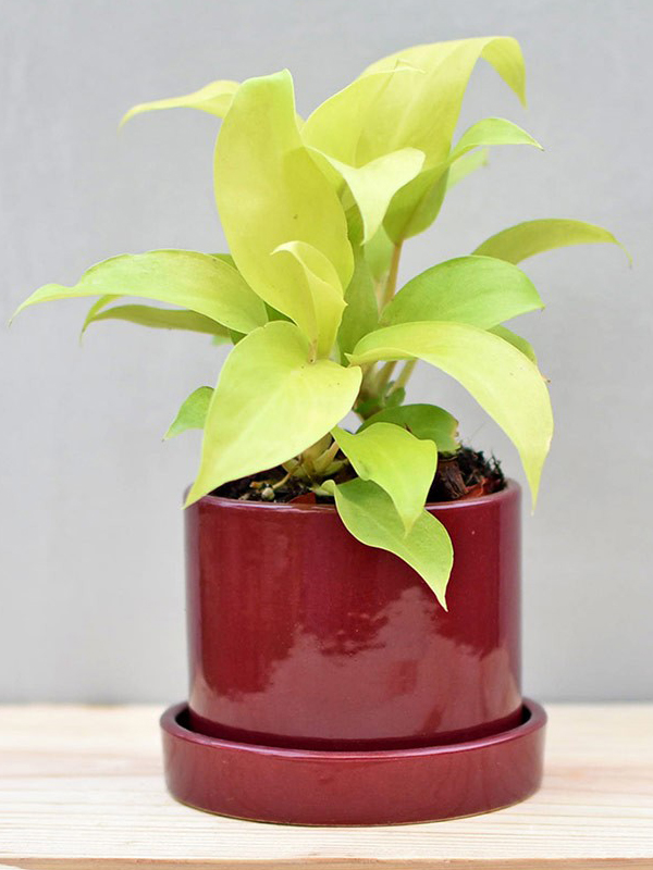 Pots and Planters