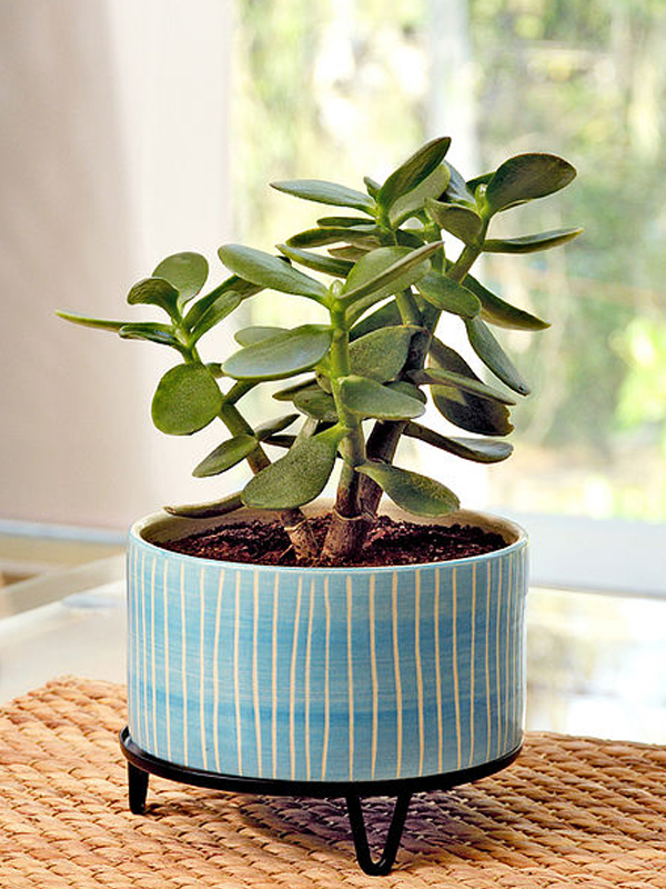 Pots and Planters